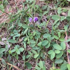 Glycine tabacina at Mount Majura - 31 Dec 2023