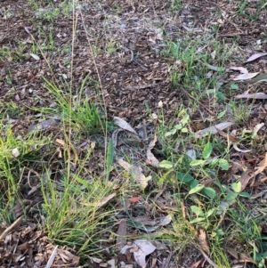 Glycine tabacina at Mount Majura - 12 Dec 2023