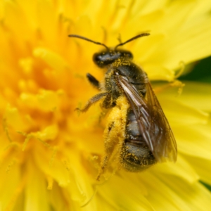 Lasioglossum (Chilalictus) sp. (genus & subgenus) at Downer, ACT - 12 Dec 2023 10:20 AM