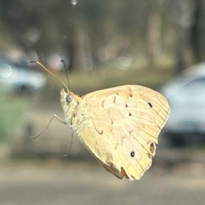 Heteronympha merope at Majura, ACT - 13 Dec 2023