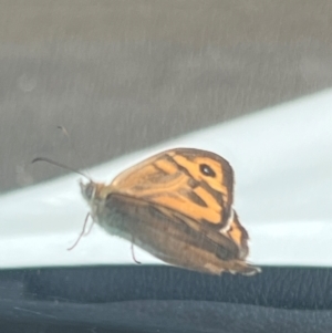 Heteronympha merope at Majura, ACT - 13 Dec 2023