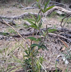 Passiflora caerulea at Wanniassa Hill - 13 Dec 2023