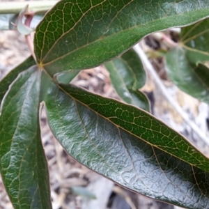 Passiflora caerulea at Wanniassa Hill - 13 Dec 2023