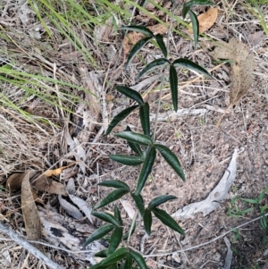 Passiflora caerulea at Wanniassa Hill - 13 Dec 2023