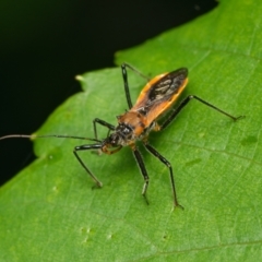 Gminatus australis (Orange assassin bug) at Downer, ACT - 12 Dec 2023 by RobertD