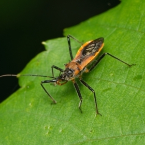 Gminatus australis at Downer, ACT - 12 Dec 2023