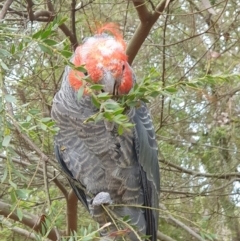 Callocephalon fimbriatum (identifiable birds) (Gang-gang Cockatoo (named birds)) at Cook, ACT - 10 Dec 2023 by TonyAshton