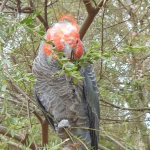 Callocephalon fimbriatum (identifiable birds) at Cook, ACT - suppressed