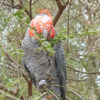 Callocephalon fimbriatum (identifiable birds) (Gang-gang Cockatoo (named birds)) at Cook, ACT - 10 Dec 2023 by TonyAshton