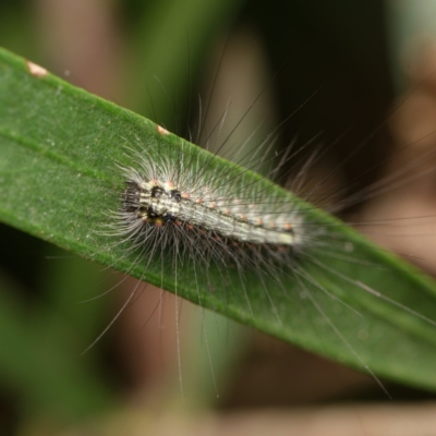 Anestia (genus) (A tiger moth) at Downer, ACT - 11 Dec 2023 by RobertD