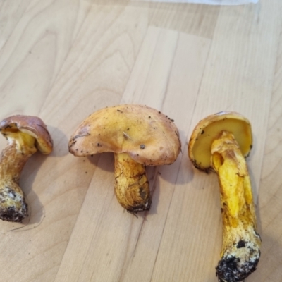 Suillus sp. (A bolete ) at Namadgi National Park - 10 Dec 2023 by Lukee