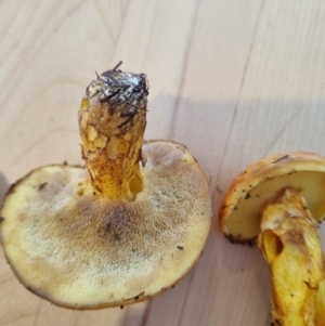 Suillus sp. at Namadgi National Park - 10 Dec 2023