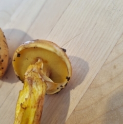 Suillus sp. at Namadgi National Park - 10 Dec 2023