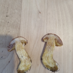 Suillus sp. at Namadgi National Park - 10 Dec 2023