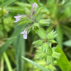 Stachys arvensis (Stagger Weed) at QPRC LGA - 22 Mar 2023 by JaneR