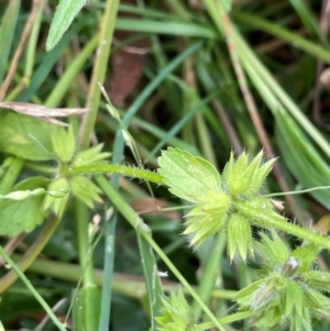 Stachys arvensis at QPRC LGA - 22 Mar 2023