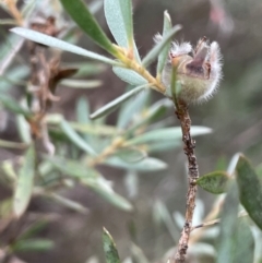 Leptospermum lanigerum (Woolly Teatree) at Krawarree, NSW - 22 Mar 2023 by JaneR