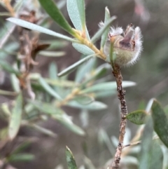 Leptospermum lanigerum (Woolly Teatree) at QPRC LGA - 22 Mar 2023 by JaneR