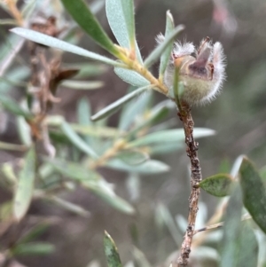 Leptospermum lanigerum at QPRC LGA - 22 Mar 2023 05:12 PM