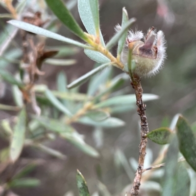 Leptospermum lanigerum (Woolly Teatree) at QPRC LGA - 22 Mar 2023 by JaneR