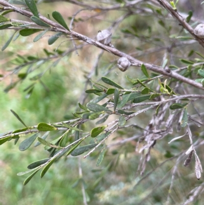 Leptospermum obovatum (River Tea Tree) at Krawarree, NSW - 22 Mar 2023 by JaneR