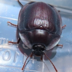 Pterohelaeus piceus at Narrabundah, ACT - 6 Dec 2023