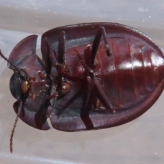 Pterohelaeus piceus at Narrabundah, ACT - 6 Dec 2023