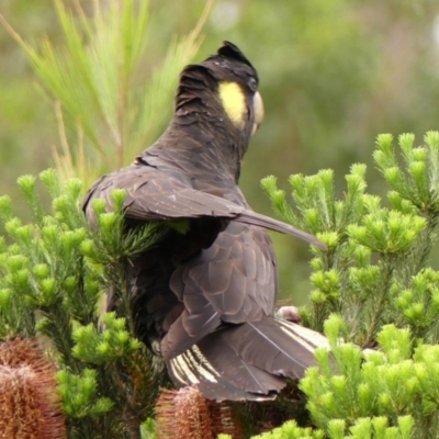 Zanda funerea (Yellow-tailed Black-Cockatoo) at Braemar - 10 Dec 2023 by Curiosity