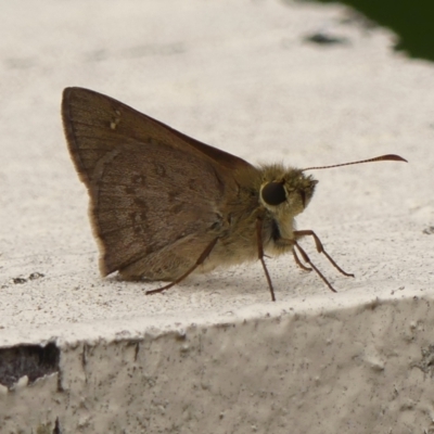 Unidentified Skipper (Hesperiidae) at Braemar, NSW - 12 Dec 2023 by Curiosity