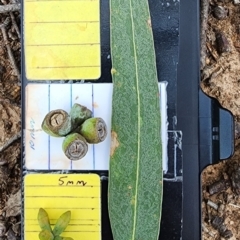 Eucalyptus goniocalyx (Bundy Box) at Gordon, ACT - 12 Dec 2023 by Steve818