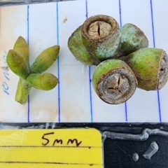 Eucalyptus goniocalyx subsp. goniocalyx at Gordon, ACT - 13 Dec 2023