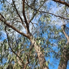 Eucalyptus goniocalyx subsp. goniocalyx at Gordon, ACT - 13 Dec 2023