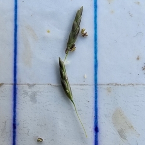 Eragrostis curvula at Point Hut to Tharwa - 13 Dec 2023 10:10 AM