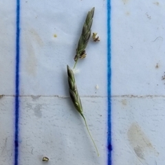Eragrostis curvula at Point Hut to Tharwa - 13 Dec 2023