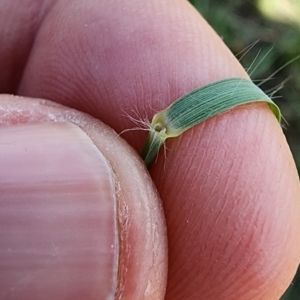 Eragrostis curvula at Point Hut to Tharwa - 13 Dec 2023 10:10 AM