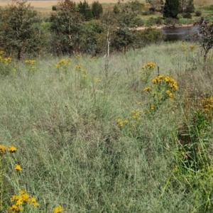 Eragrostis curvula at Point Hut to Tharwa - 13 Dec 2023