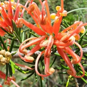 Grevillea juniperina at Point Hut to Tharwa - 13 Dec 2023