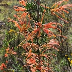 Grevillea juniperina at Point Hut to Tharwa - 13 Dec 2023