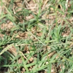 Cynodon dactylon at Flea Bog Flat, Bruce - 13 Dec 2023 10:08 AM