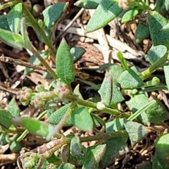 Einadia nutans (Climbing Saltbush) at Bruce, ACT - 12 Dec 2023 by trevorpreston