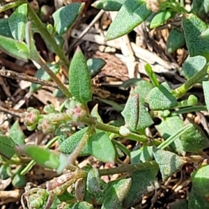 Einadia nutans at Flea Bog Flat, Bruce - 13 Dec 2023 10:06 AM