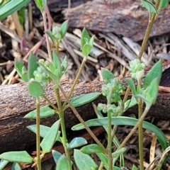 Einadia nutans at Flea Bog Flat, Bruce - 13 Dec 2023 10:06 AM