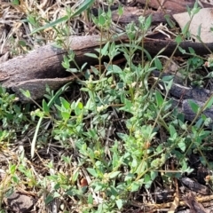 Einadia nutans at Flea Bog Flat, Bruce - 13 Dec 2023 10:06 AM