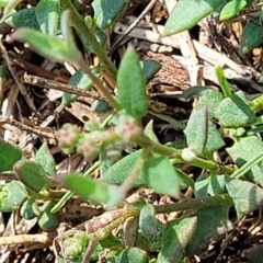 Einadia nutans at Flea Bog Flat, Bruce - 13 Dec 2023 10:06 AM