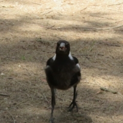 Gymnorhina tibicen (Australian Magpie) at Jerrabomberra Wetlands - 12 Dec 2023 by Christine