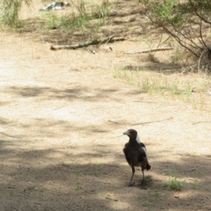 Gymnorhina tibicen at Jerrabomberra Wetlands - 12 Dec 2023