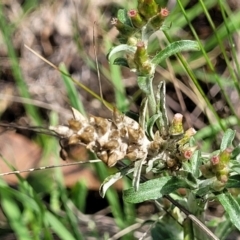 Gamochaeta sp. (Cudweed) at Bruce Ridge to Gossan Hill - 12 Dec 2023 by trevorpreston