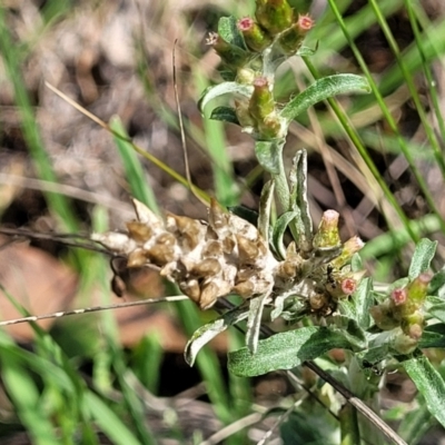 Gamochaeta impatiens (A cudweed) at Bruce Ridge to Gossan Hill - 12 Dec 2023 by trevorpreston