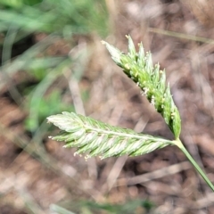 Eleusine tristachya (Goose Grass, Crab Grass, American Crows-Foot Grass) at Bruce, ACT - 12 Dec 2023 by trevorpreston