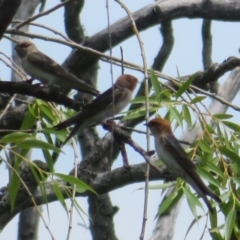 Petrochelidon ariel (Fairy Martin) at Fyshwick, ACT - 12 Dec 2023 by Christine